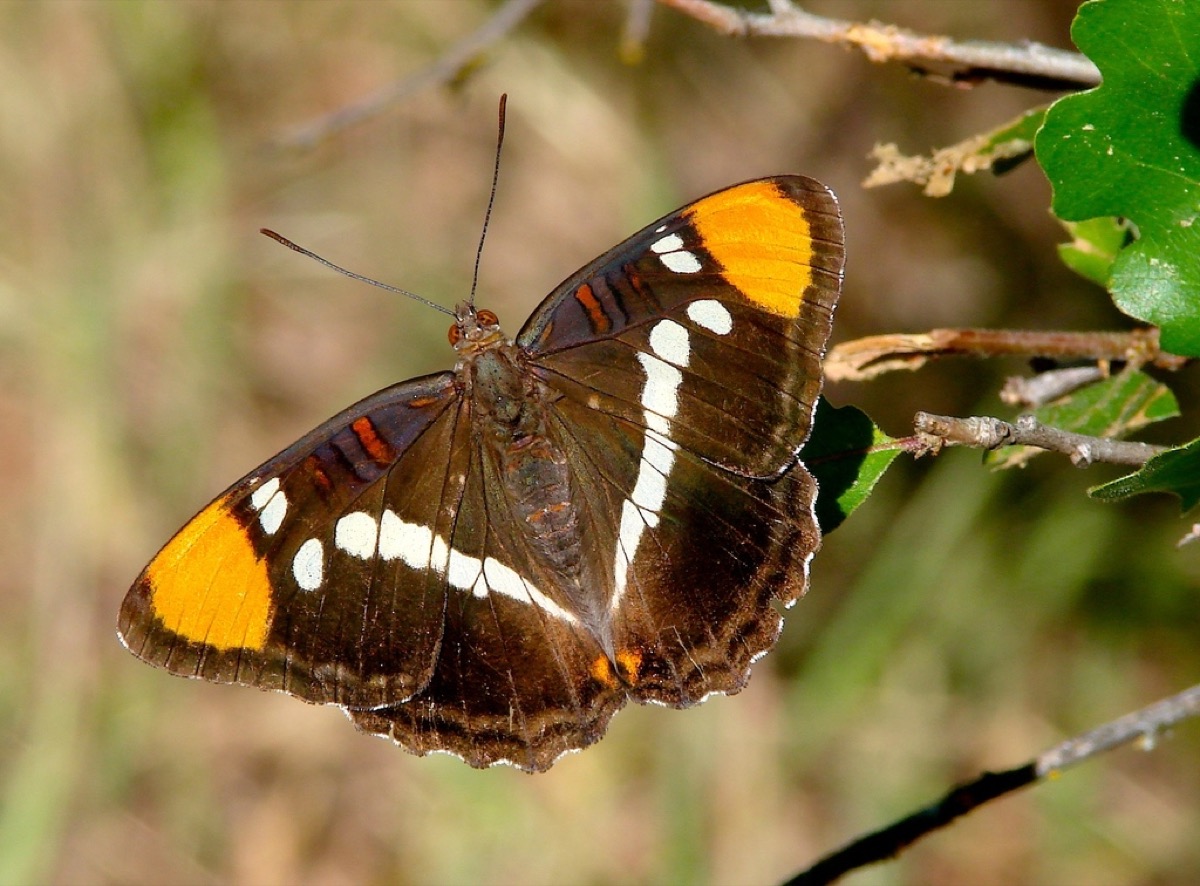 Species identification quiz photograph